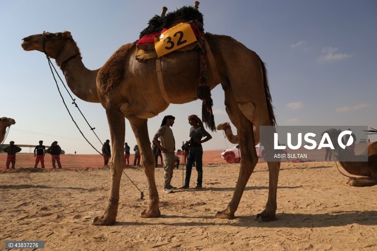 Israel: primeira corrida oficial de camelos beduínos no deserto do Negev