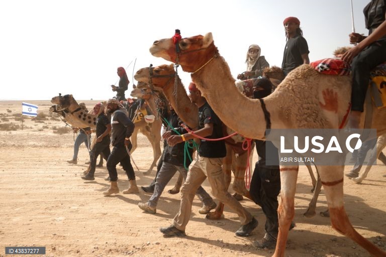 Israel: primeira corrida oficial de camelos beduínos no deserto do Negev