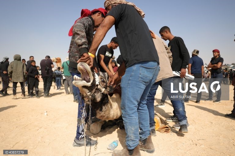 Israel: primeira corrida oficial de camelos beduínos no deserto do Negev