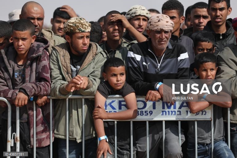 Israel: primeira corrida oficial de camelos beduínos no deserto do Negev