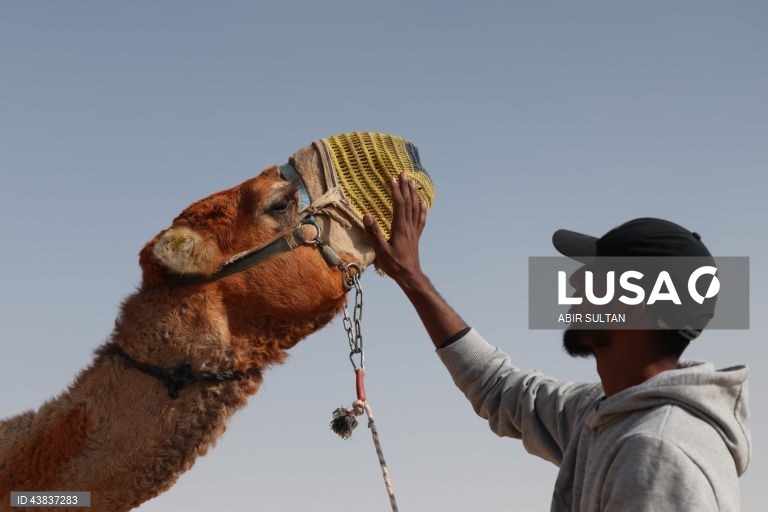 Israel: primeira corrida oficial de camelos beduínos no deserto do Negev