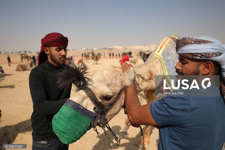 Israel: primeira corrida oficial de camelos beduínos no deserto do Negev