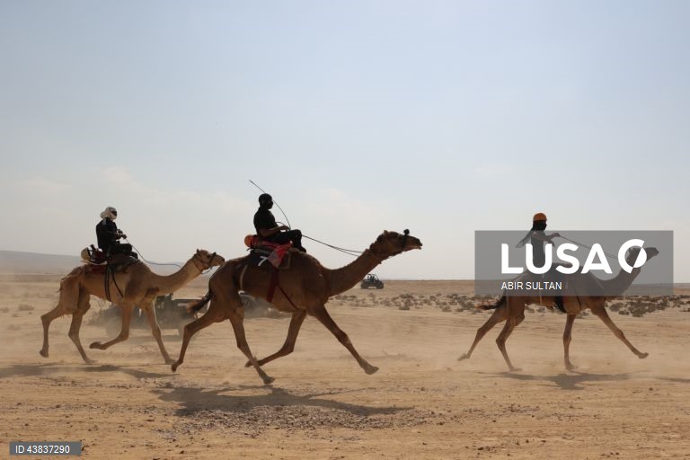 Israel: primeira corrida oficial de camelos beduínos no deserto do Negev
