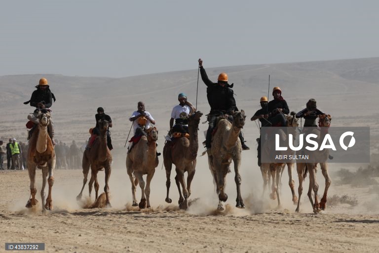 Israel: primeira corrida oficial de camelos beduínos no deserto do Negev