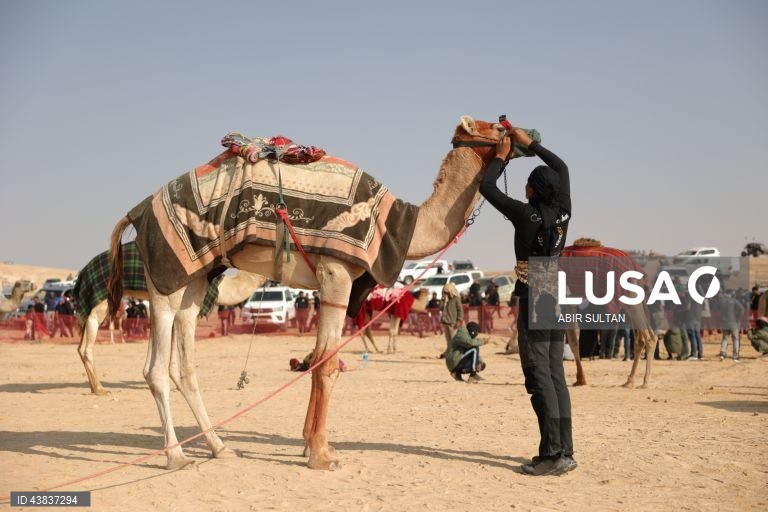 Israel: primeira corrida oficial de camelos beduínos no deserto do Negev