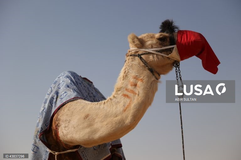 Israel: primeira corrida oficial de camelos beduínos no deserto do Negev