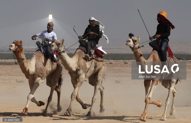 Israel: primeira corrida oficial de camelos beduínos no deserto do Negev