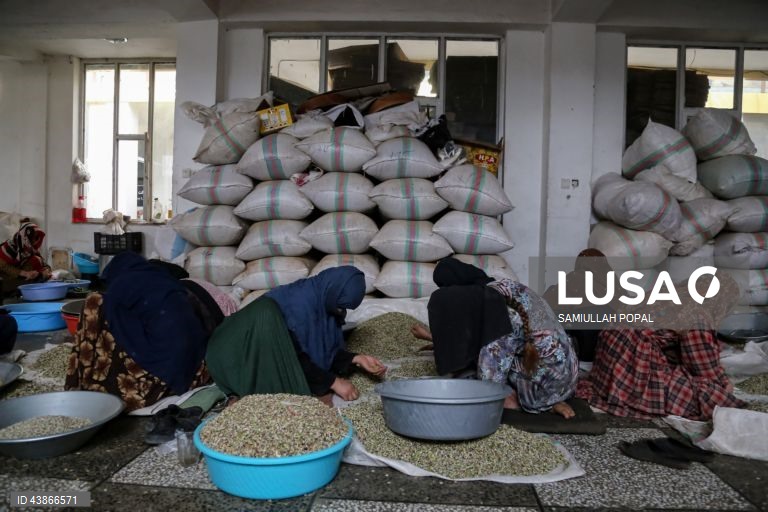 Cabul: Fábrica de frutos secos dá emprego a viúvas e indigentes