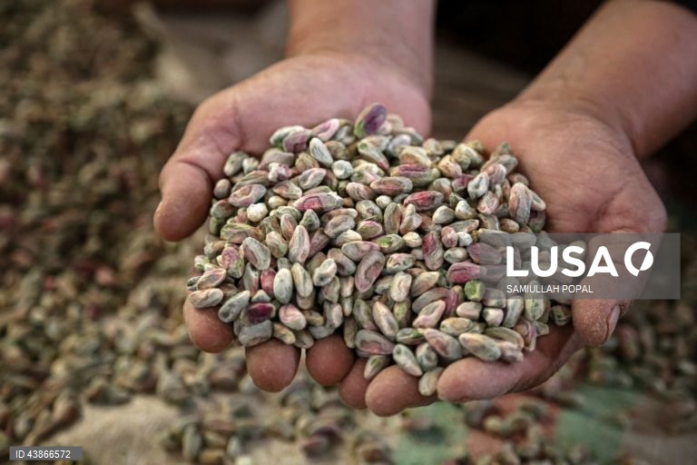 Cabul: Fábrica de frutos secos dá emprego a viúvas e indigentes