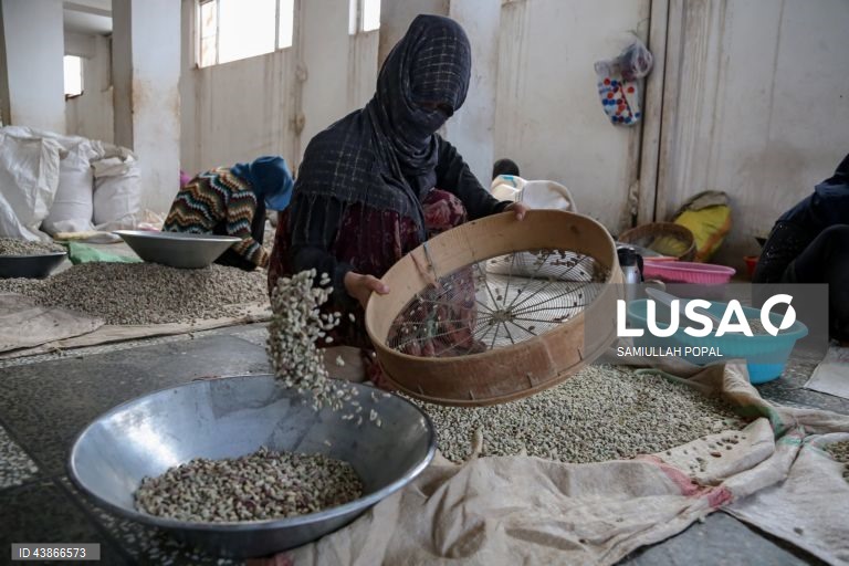 Cabul: Fábrica de frutos secos dá emprego a viúvas e indigentes