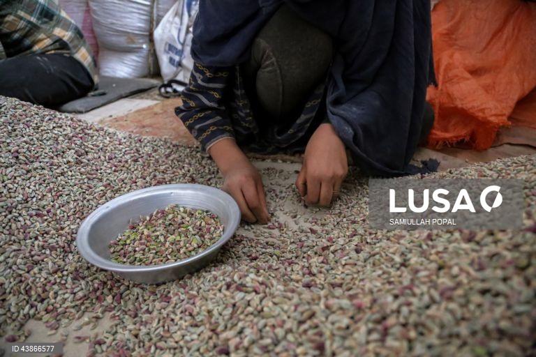 Cabul: Fábrica de frutos secos dá emprego a viúvas e indigentes
