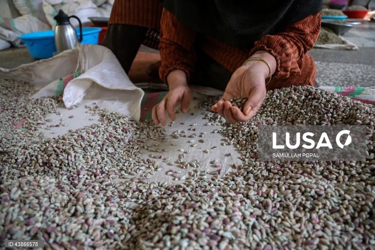 Cabul: Fábrica de frutos secos dá emprego a viúvas e indigentes