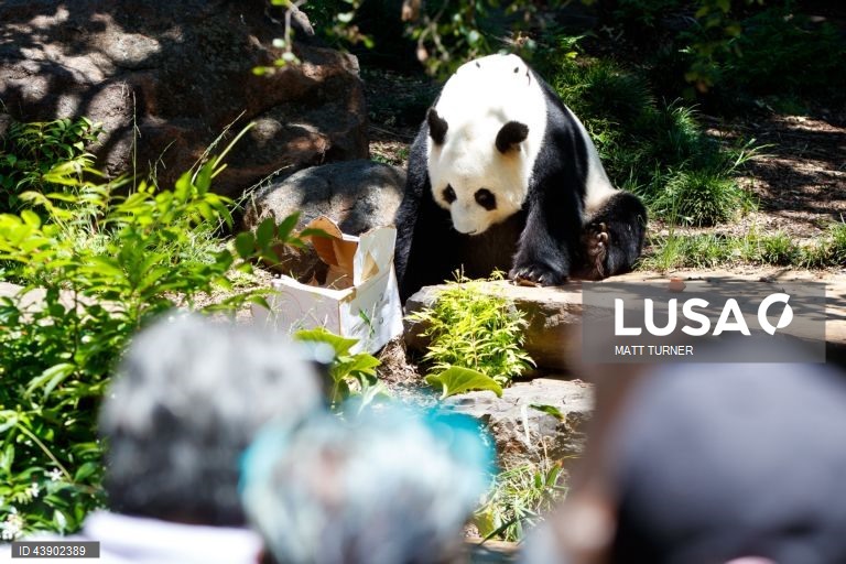 Austrália: Panda no Zoo de Adelaide