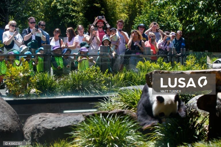 Austrália: Panda no Zoo de Adelaide