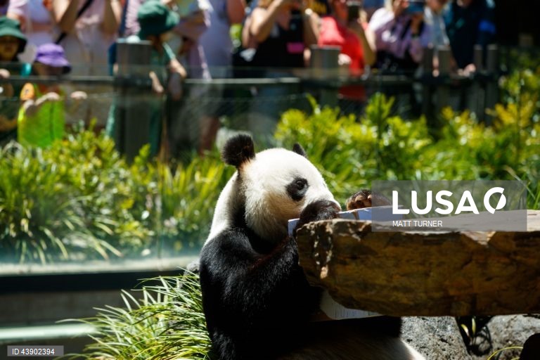 Austrália: Panda no Zoo de Adelaide