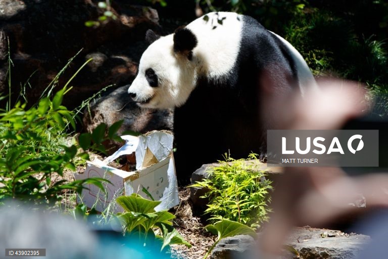 Austrália: Panda no Zoo de Adelaide