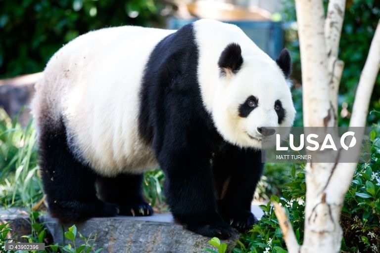 Austrália: Panda no Zoo de Adelaide