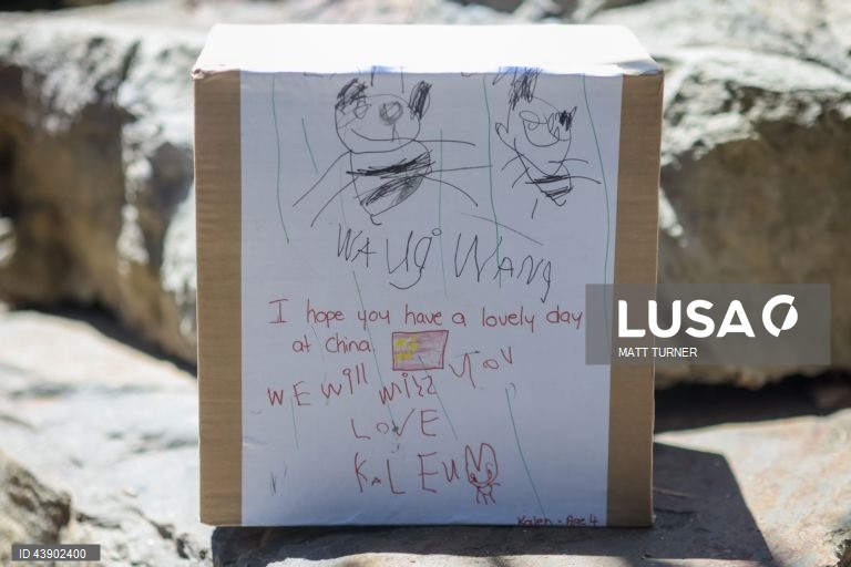 Austrália: Panda no Zoo de Adelaide