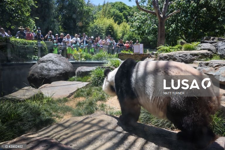 Austrália: Panda no Zoo de Adelaide