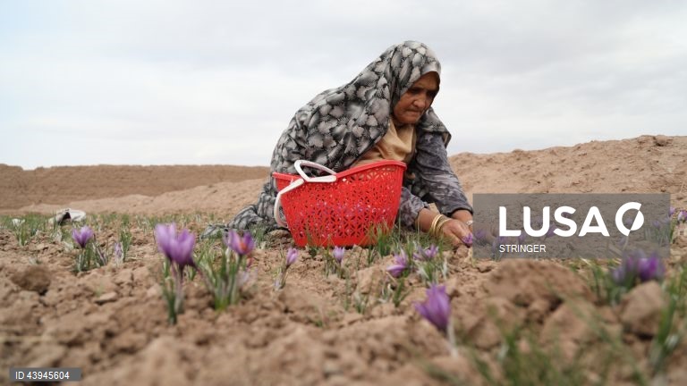 Afeganistão: Colheita do açafrão em Herat