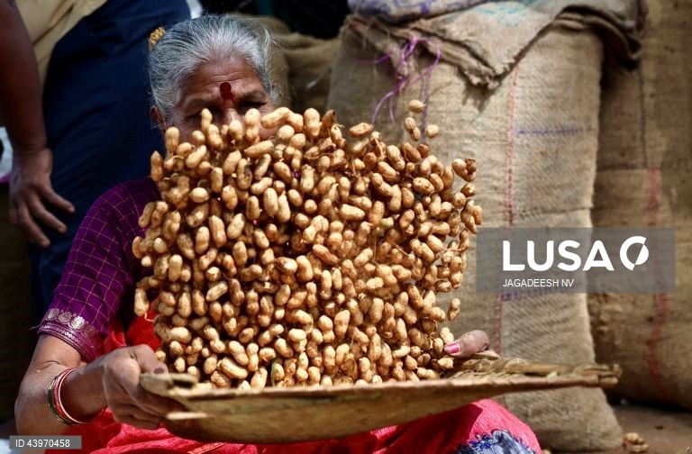 Índia: Festival do amendoim em Bangalore