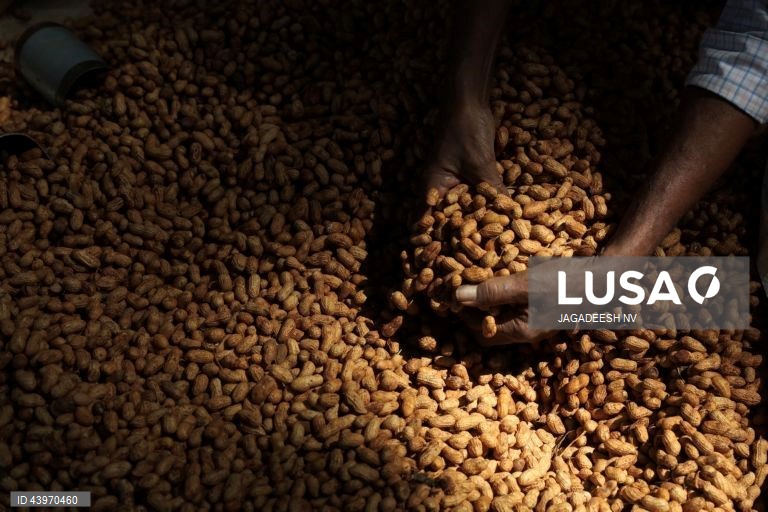 Índia: Festival do amendoim em Bangalore