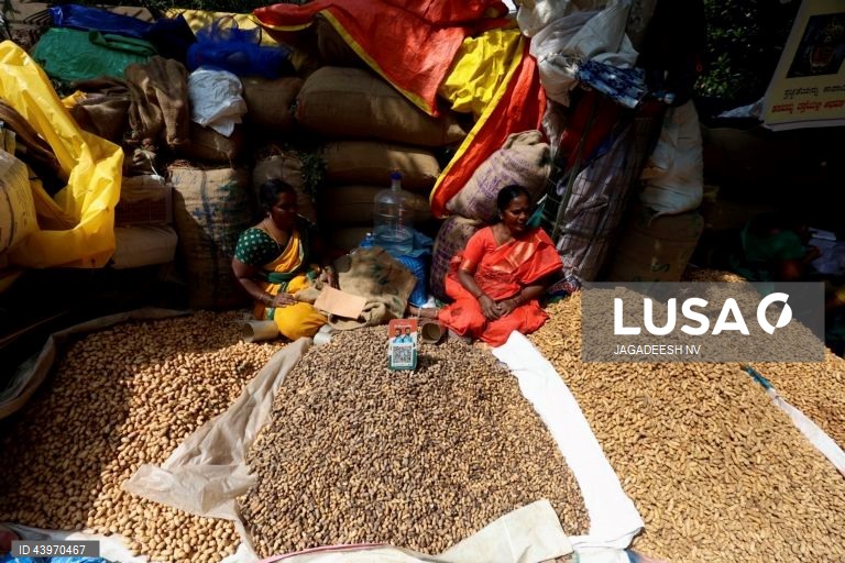 Índia: Festival do amendoim em Bangalore