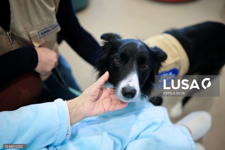 Os doentes em cuidados paliativos do Instituto Português de Oncologia (IPO) do Porto recebem desde outubro, semanalmente, a visita de cães de intervenções assistidas, um apoio que utentes, familiares e profissionais garantem ajuda a minimizar o sofrimento, 02 de dezembro 2024. Um golden retriever de três anos, chamado Zazu, e um border collie de 22 meses, de nome Heartie, acompanhados respetivamente pelos tutores Catarina Cascais e Abílio Leite, são os protagonistas deste serviço...