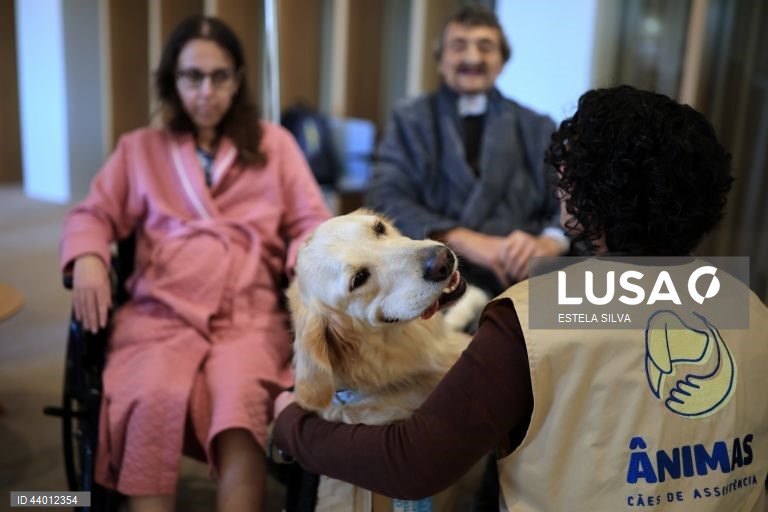 Os doentes em cuidados paliativos do Instituto Português de Oncologia (IPO) do Porto recebem desde outubro, semanalmente, a visita de cães de intervenções assistidas, um apoio que utentes, familiares e profissionais garantem ajuda a minimizar o sofrimento, 02 de dezembro 2024. Um golden retriever de três anos, chamado Zazu, e um border collie de 22 meses, de nome Heartie, acompanhados respetivamente pelos tutores Catarina Cascais e Abílio Leite, são os protagonistas deste serviço...