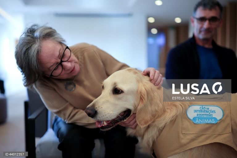 Os doentes em cuidados paliativos do Instituto Português de Oncologia (IPO) do Porto recebem desde outubro, semanalmente, a visita de cães de intervenções assistidas, um apoio que utentes, familiares e profissionais garantem ajuda a minimizar o sofrimento, 02 de dezembro 2024. Um golden retriever de três anos, chamado Zazu, e um border collie de 22 meses, de nome Heartie, acompanhados respetivamente pelos tutores Catarina Cascais e Abílio Leite, são os protagonistas deste serviço...