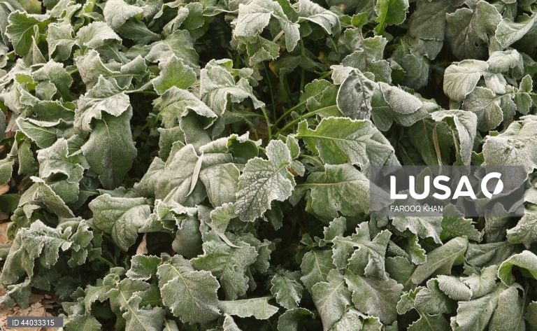 Índia: Tempo frio em Caxemira