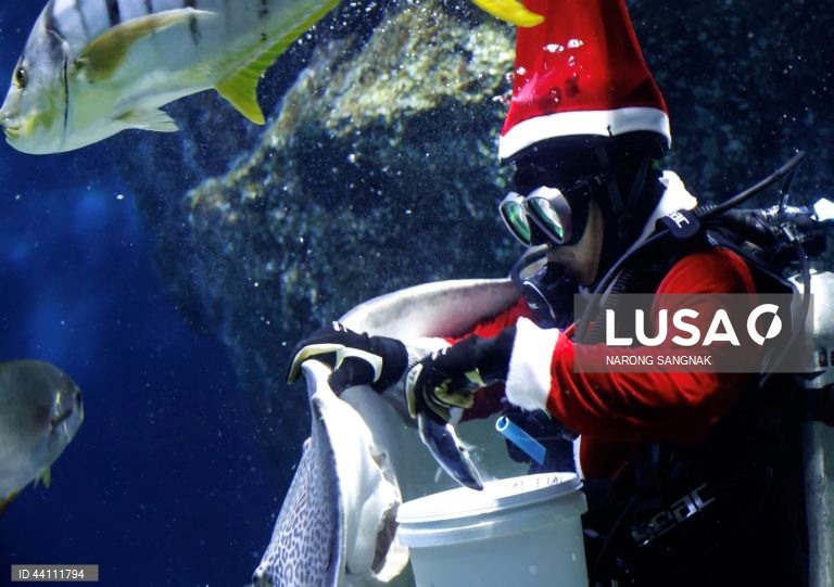 Tailândia: Mergulhadores do aquário de Banguecoque vestidos de Pai Natal alimentam os peixes para celebrar o Natal