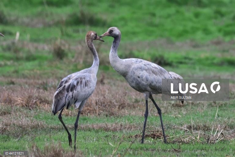 Israel: Reserva natural de Hula Valley reabre ao público