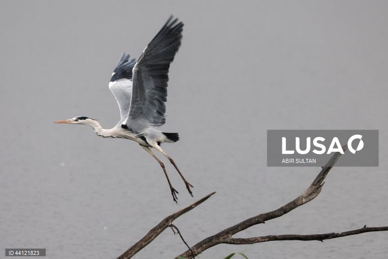 Israel: Reserva natural de Hula Valley reabre ao público