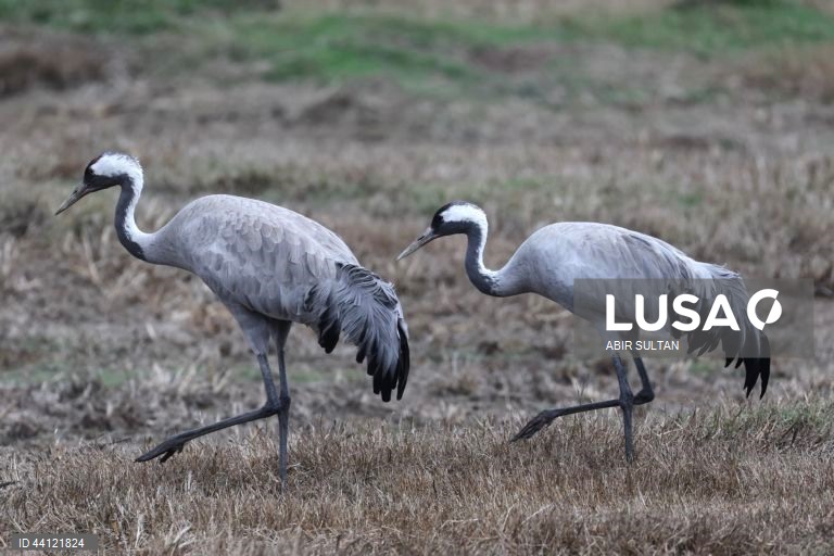 Israel: Reserva natural de Hula Valley reabre ao público