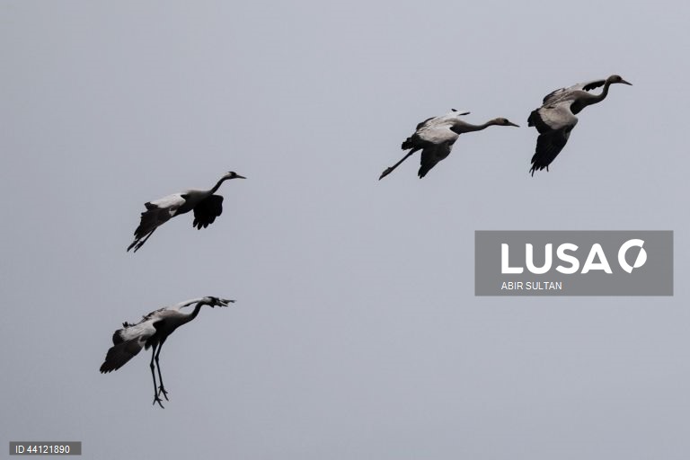 Israel: Reserva natural de Hula Valley reabre ao público