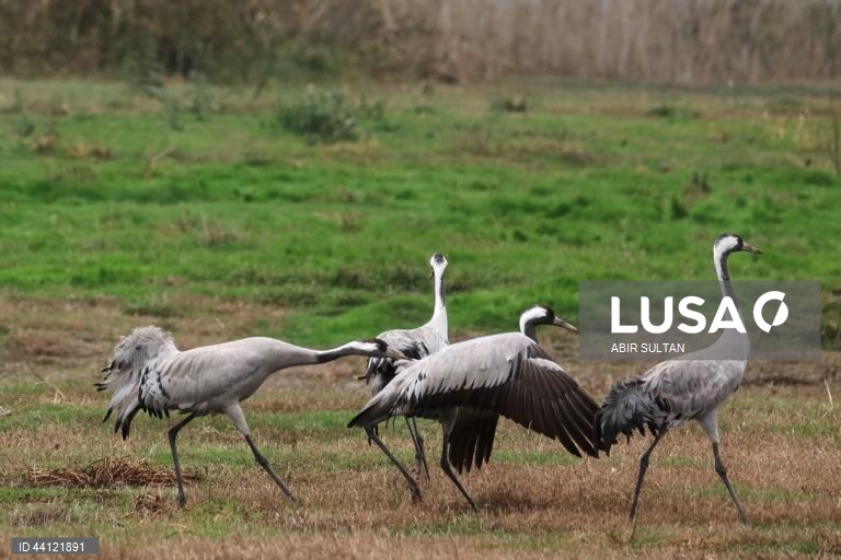 Israel: Reserva natural de Hula Valley reabre ao público