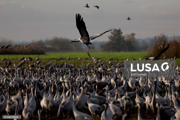 Israel: migração de grous para a área de conservação do lago Hula