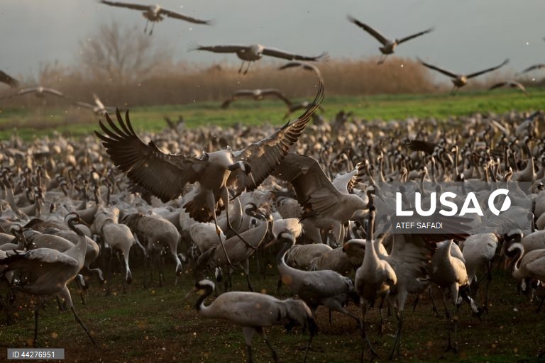 Israel: migração de grous para a área de conservação do lago Hula