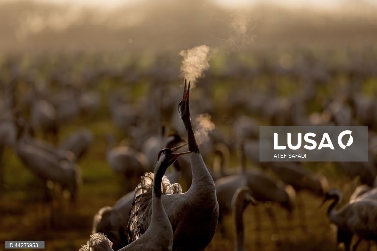 Israel: migração de grous para a área de conservação do lago Hula