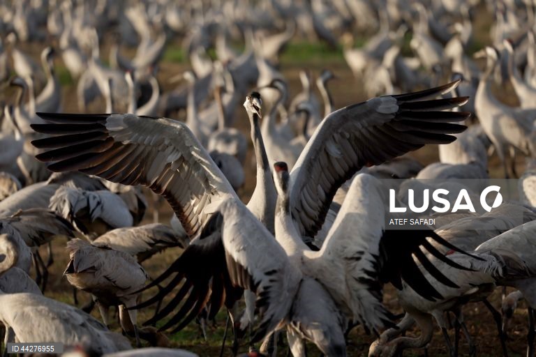 Israel: migração de grous para a área de conservação do lago Hula