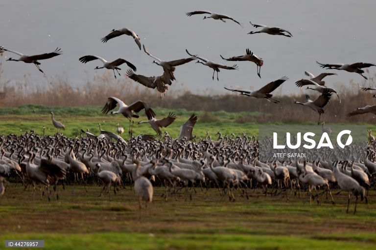 Israel: migração de grous para a área de conservação do lago Hula