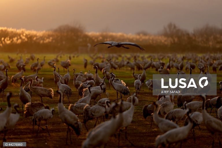 Israel: migração de grous para a área de conservação do lago Hula