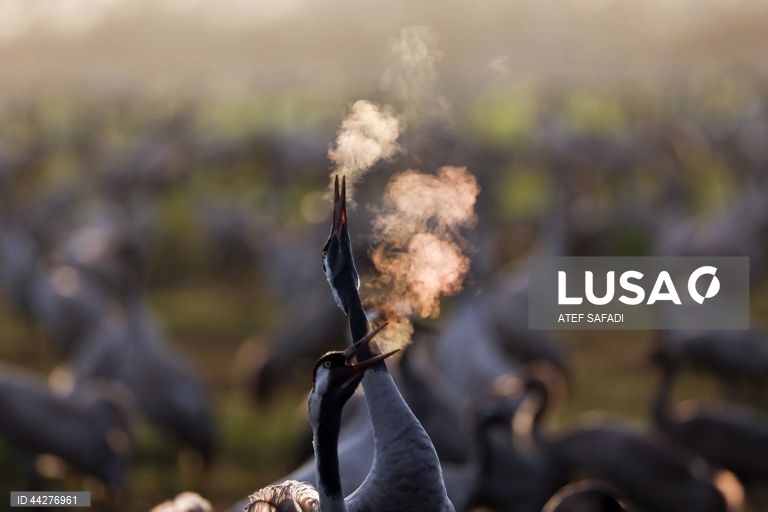 Israel: migração de grous para a área de conservação do lago Hula