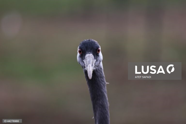 Israel: migração de grous para a área de conservação do lago Hula