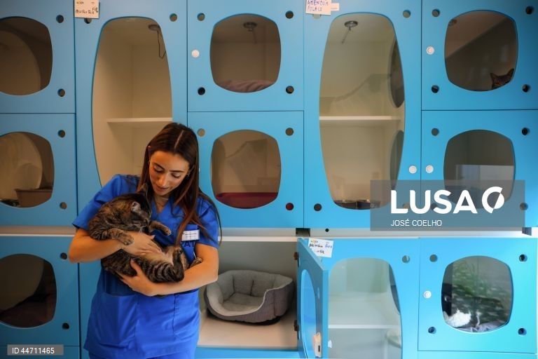 Daniela Barbosa, médica veterinária, cuida de animais na Plataforma de Acolhimento e Tratamento Animal (PATA), em Avintes, Vila Nova de Gaia, 03 de abril de 2025. O canil faz o balanço dos quatro anos do projeto, apelo à adoção consciente, alertas sobre os abandonos no verão. (ACOMPANHA TEXTO DA LUSA DO DIA 10 DE ABRIL DE 2025). JOSÉ COELHO/LUSA