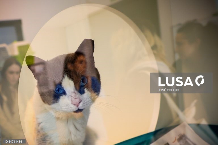 Um gato na Plataforma de Acolhimento e Tratamento Animal (PATA), em Avintes, Vila Nova de Gaia, 03 de abril de 2025. O canil faz o balanço dos quatro anos do projeto, apelo à adoção consciente, alertas sobre os abandonos no verão. (ACOMPANHA TEXTO DA LUSA DO DIA 10 DE ABRIL DE 2025). JOSÉ COELHO/LUSA