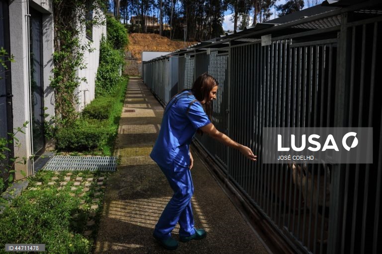 Daniela Barbosa, médica veterinária, cuida de animais na Plataforma de Acolhimento e Tratamento Animal (PATA), em Avintes, Vila Nova de Gaia, 03 de abril de 2025. O canil faz o balanço dos quatro anos do projeto, apelo à adoção consciente, alertas sobre os abandonos no verão. (ACOMPANHA TEXTO DA LUSA DO DIA 10 DE ABRIL DE 2025). JOSÉ COELHO/LUSA
