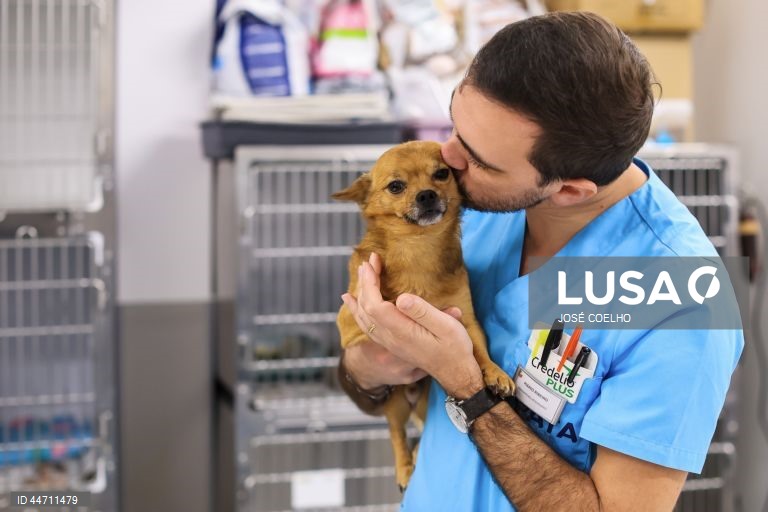 Mário Ribeiro, médico veterinário, cuida de animais na Plataforma de Acolhimento e Tratamento Animal (PATA), em Avintes, Vila Nova de Gaia, 03 de abril de 2025. O canil faz o balanço dos quatro anos do projeto, apelo à adoção consciente, alertas sobre os abandonos no verão. (ACOMPANHA TEXTO DA LUSA DO DIA 10 DE ABRIL DE 2025). JOSÉ COELHO/LUSA
