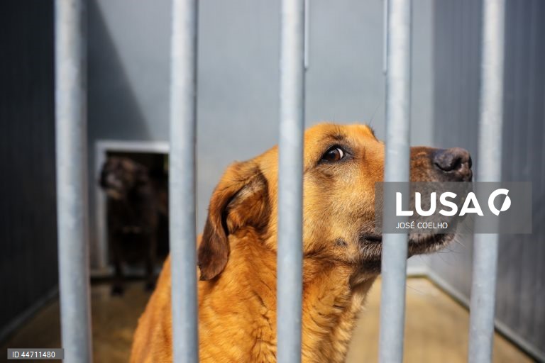 Animais na Plataforma de Acolhimento e Tratamento Animal (PATA), em Avintes, Vila Nova de Gaia, 03 de abril de 2025. O canil faz o balanço dos quatro anos do projeto, apelo à adoção consciente, alertas sobre os abandonos no verão. (ACOMPANHA TEXTO DA LUSA DO DIA 10 DE ABRIL DE 2025). JOSÉ COELHO/LUSA